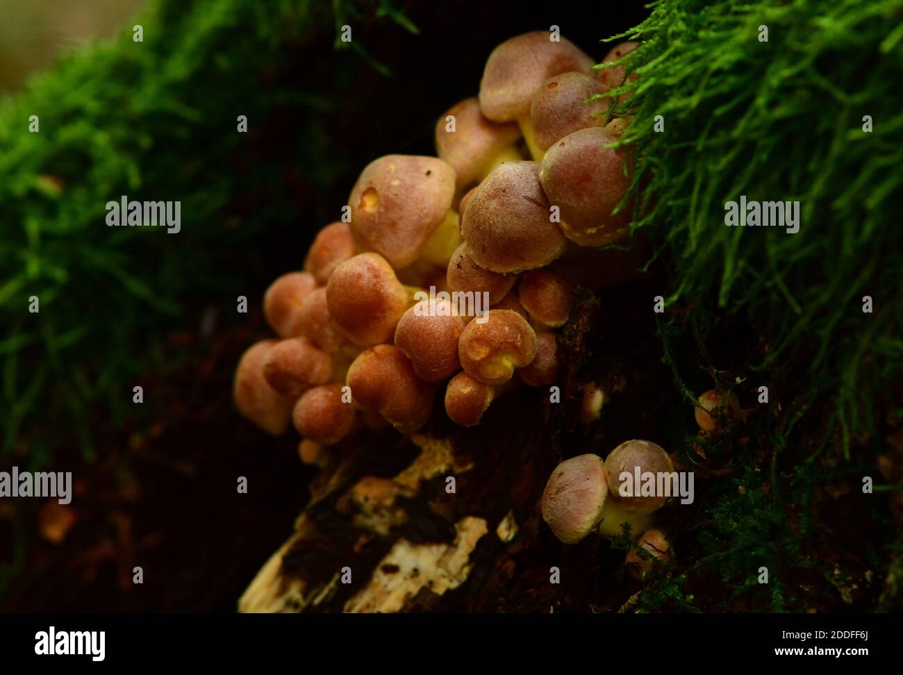 Cluster of Honey fungus (Armillaria mellea). Austria, Europe Stock Photo