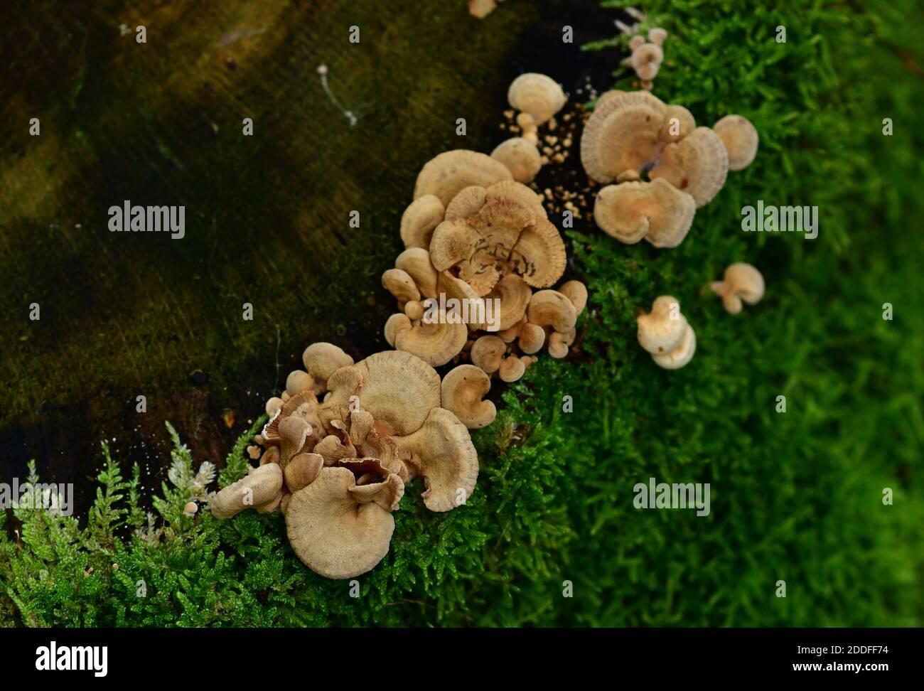 Luminescent panellus (Panellus stipticus, also known as bitter oyster, astringent panus  or stiptic fungus. Austria, Europe Stock Photo