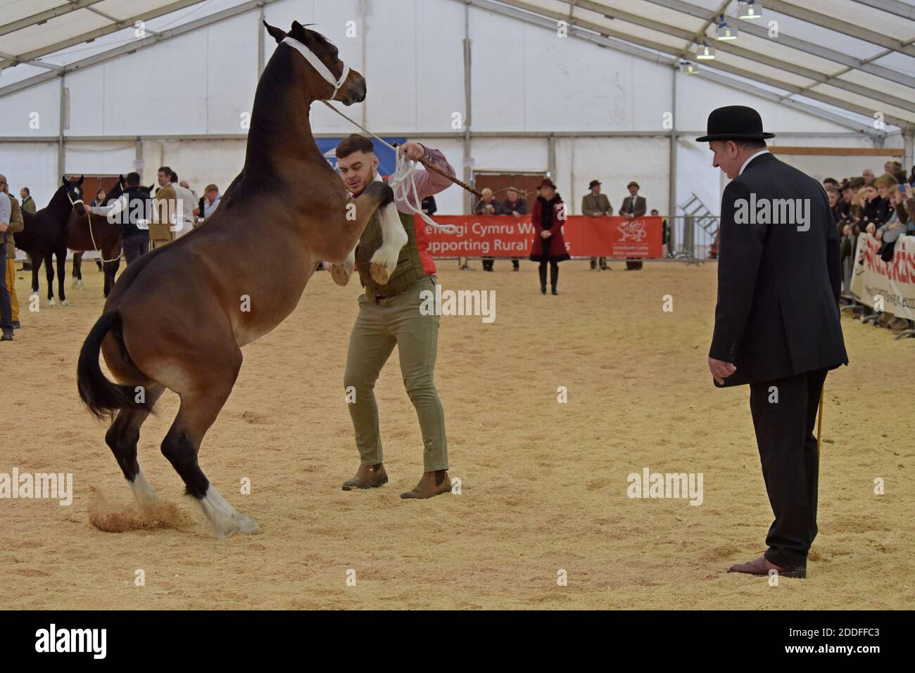 Welsh Cob horses in the show ring being judged at the Royal Welsh Winter show 2019 - Stock Image