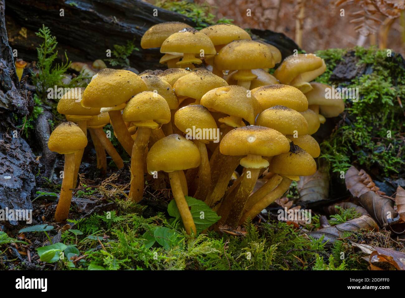 developing-clump-of-honey-fungus-armillaria-mellea-at-the-base-of-an-old-tree-stock-photo-alamy