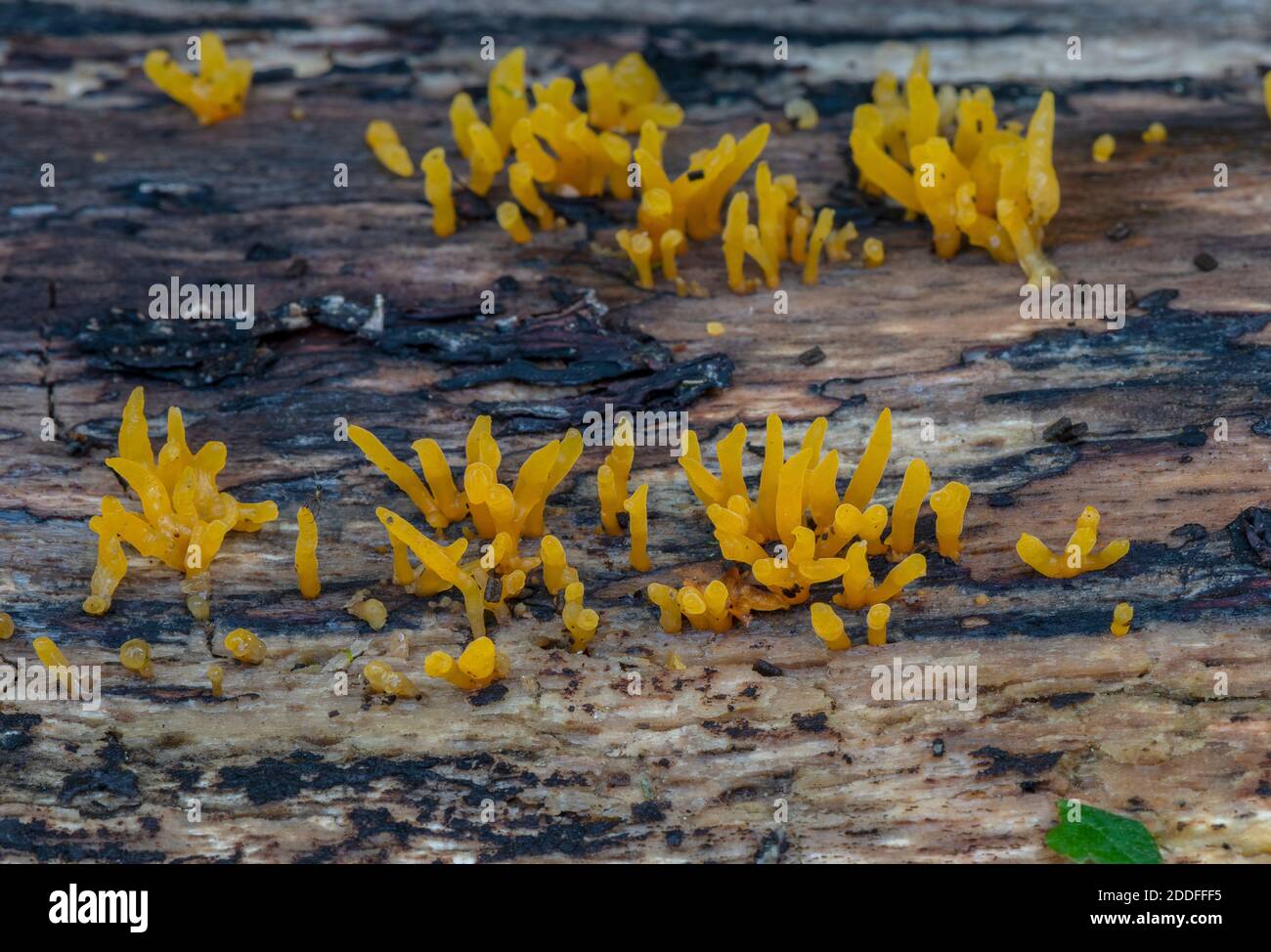 Small Stagshorn, Calocera cornea - a small jelly fungus, on beech log. New Forest. Stock Photo