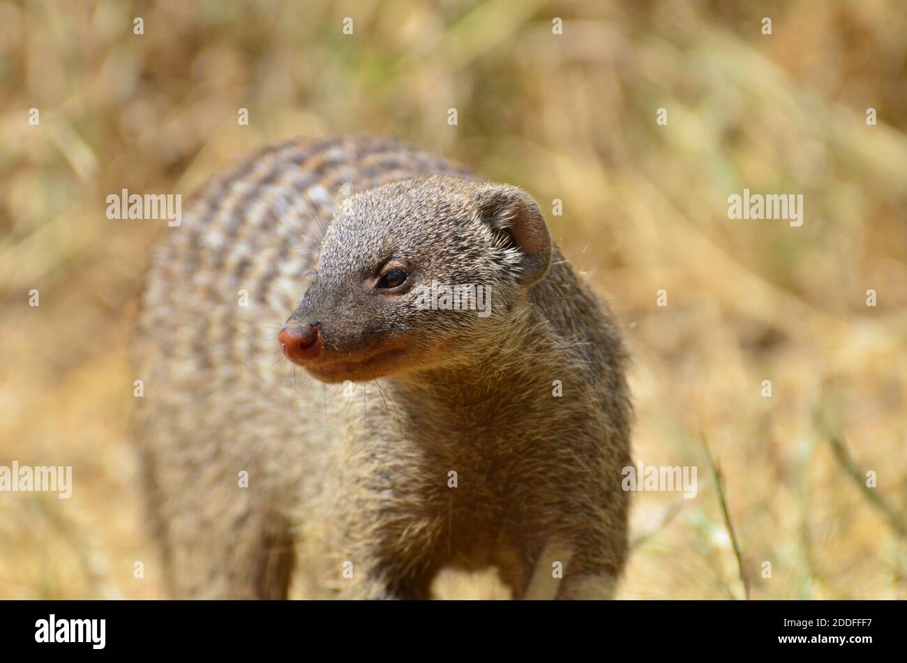 Close up of Banded mongoose (Mungos mungo),  Tanzania, Africa Stock Photo