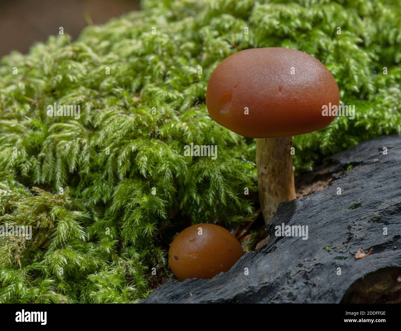 Developing fruiting bodies of the Burnt knight, Tricholoma ustale, on fallen beech. Stock Photo