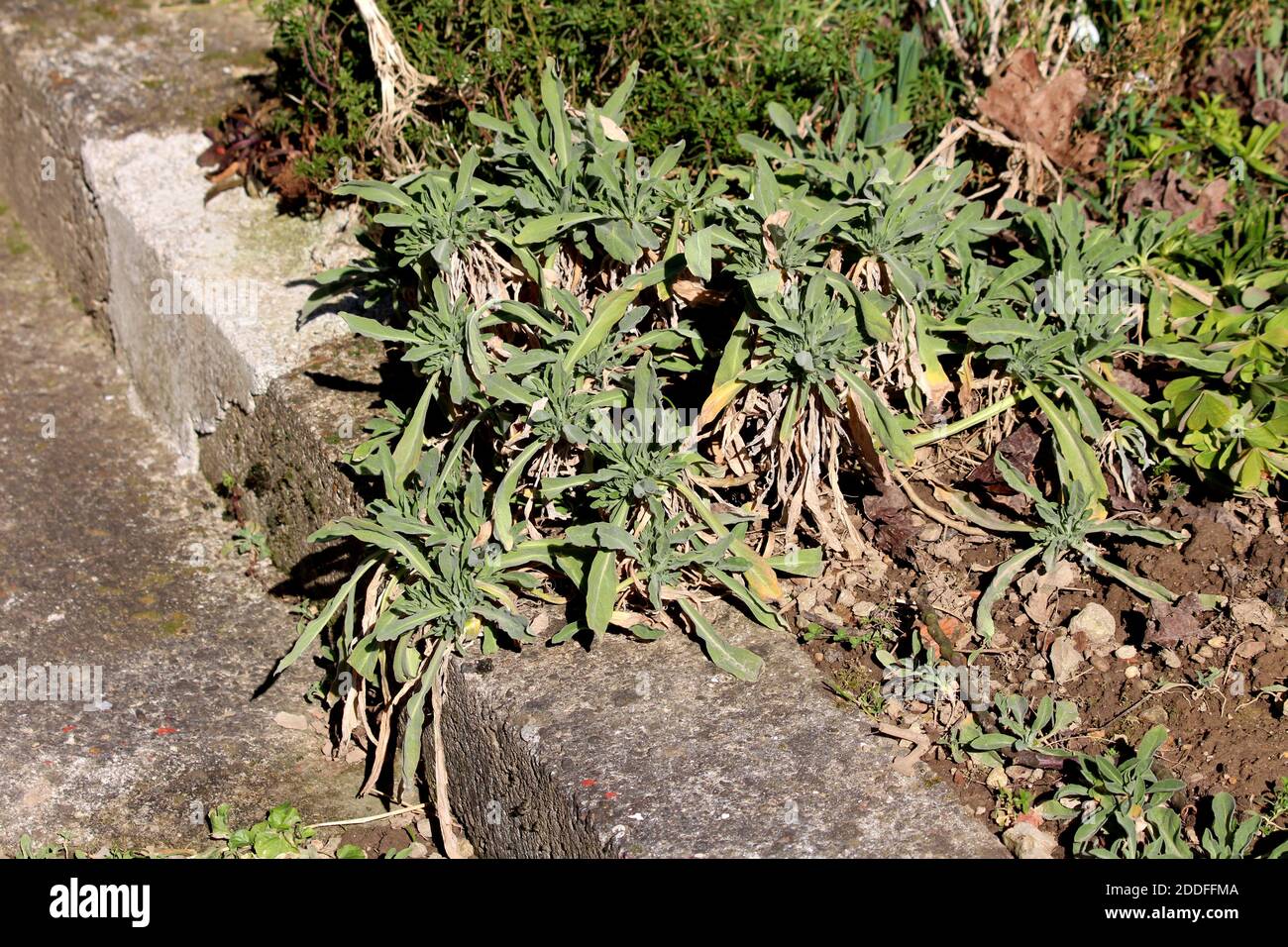 Gold dust plants hi-res stock photography and images - Alamy