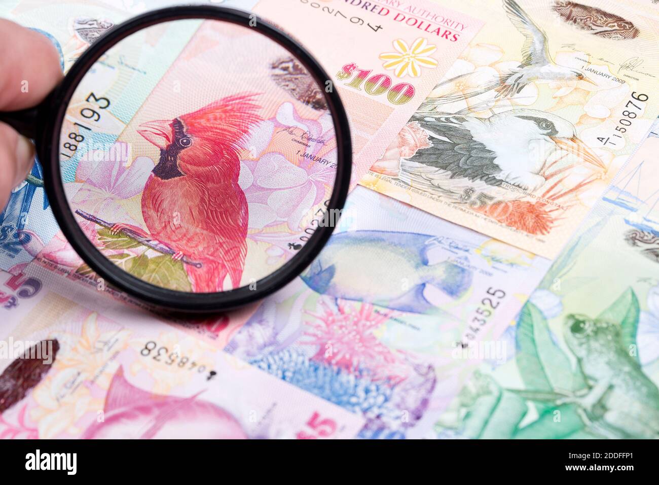 Bermudian dollar in a magnifying glass Stock Photo