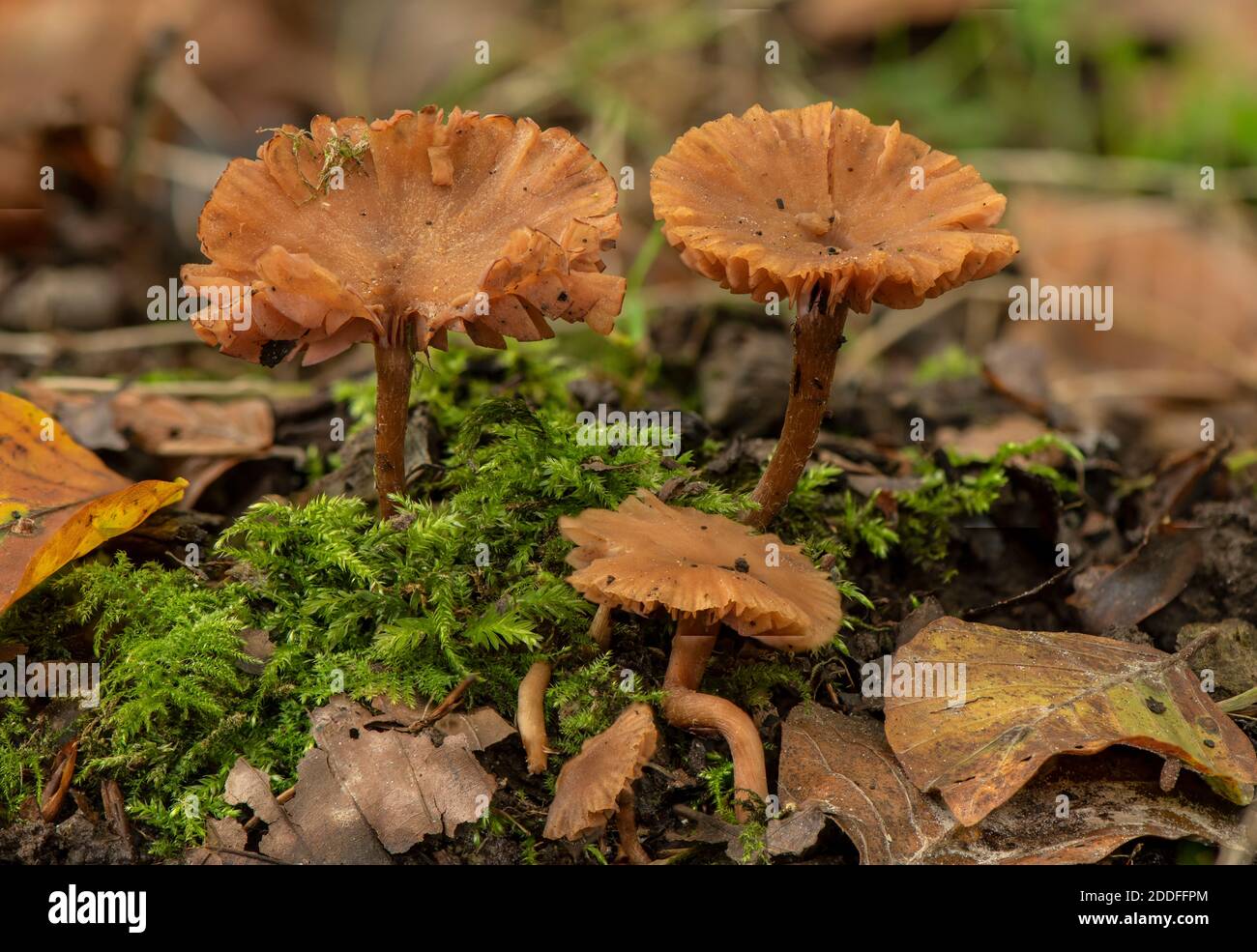 Group of The deceiver, Laccaria laccata, in beech woodland. Stock Photo