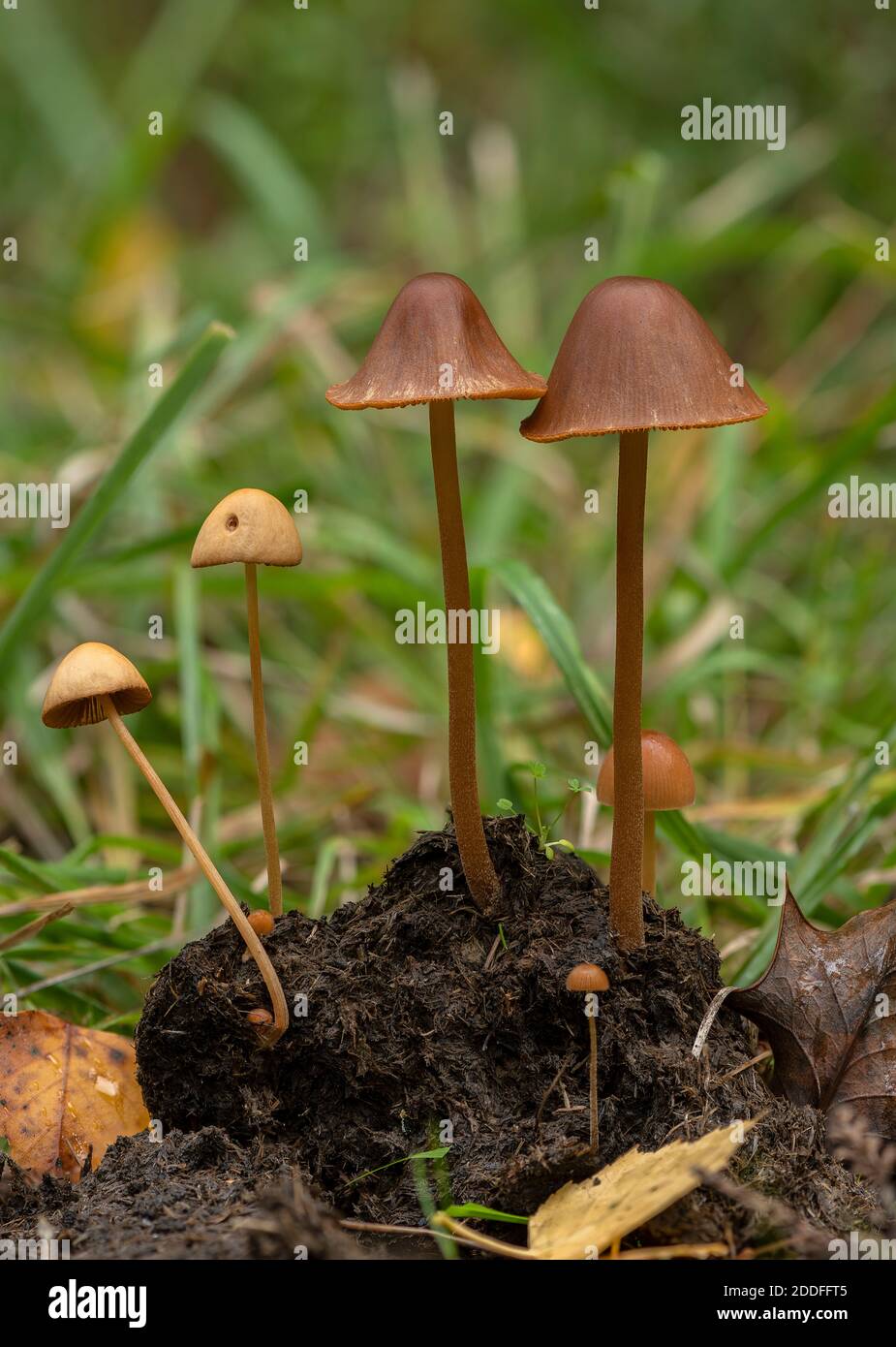 A Conecap, Conocybe rickenii growing on  rotting pony dung, New Forest. Stock Photo
