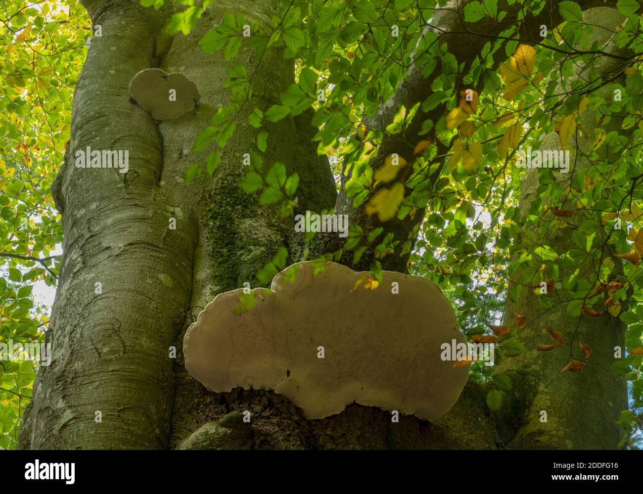 Southern Bracket, Ganoderma australe, growing on old beech tree, New Forest. Stock Photo