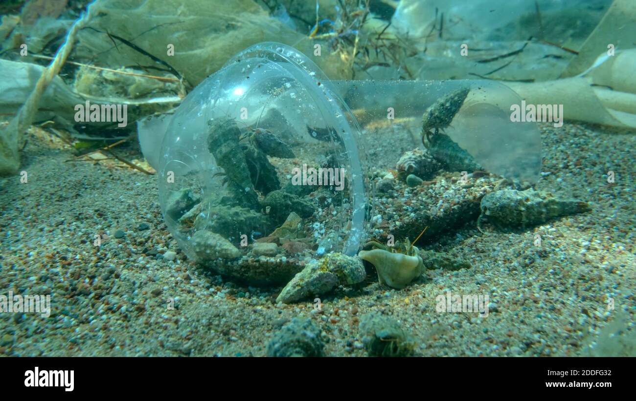 Hermit crabs hitting trapped inside plastic cocktail cup lies on the seabed among the plastic