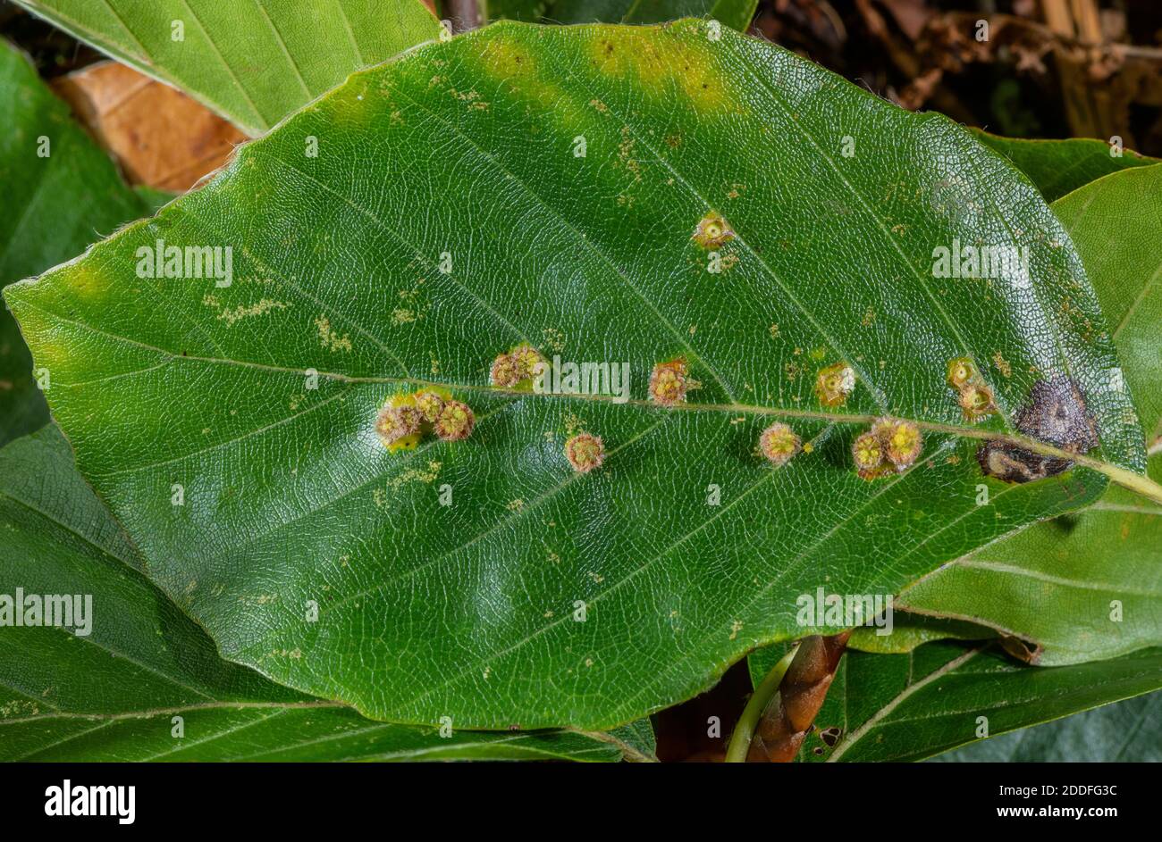 Galls of Hairy Beech Gall, Hartigiola annulipes caused by a gallmidge