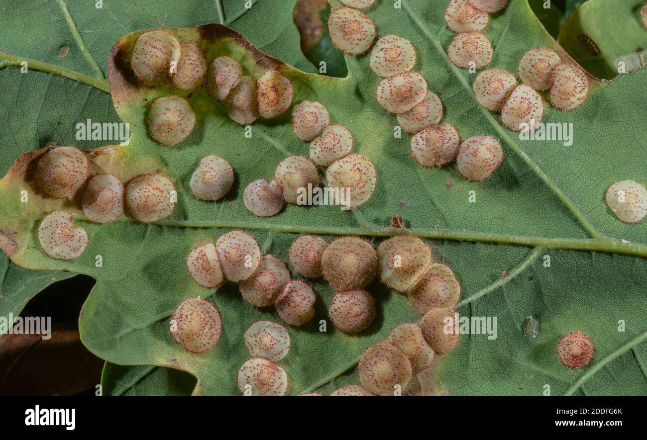 Common spangle gall, Neuroterus quercusbaccarum, on the underside of Common Oak leaf. Autumn. Stock Photo