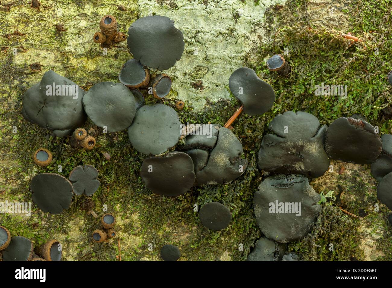 Black bulgar, Bulgaria inquinans, fungus on the fallen trunk of Beech. Stock Photo