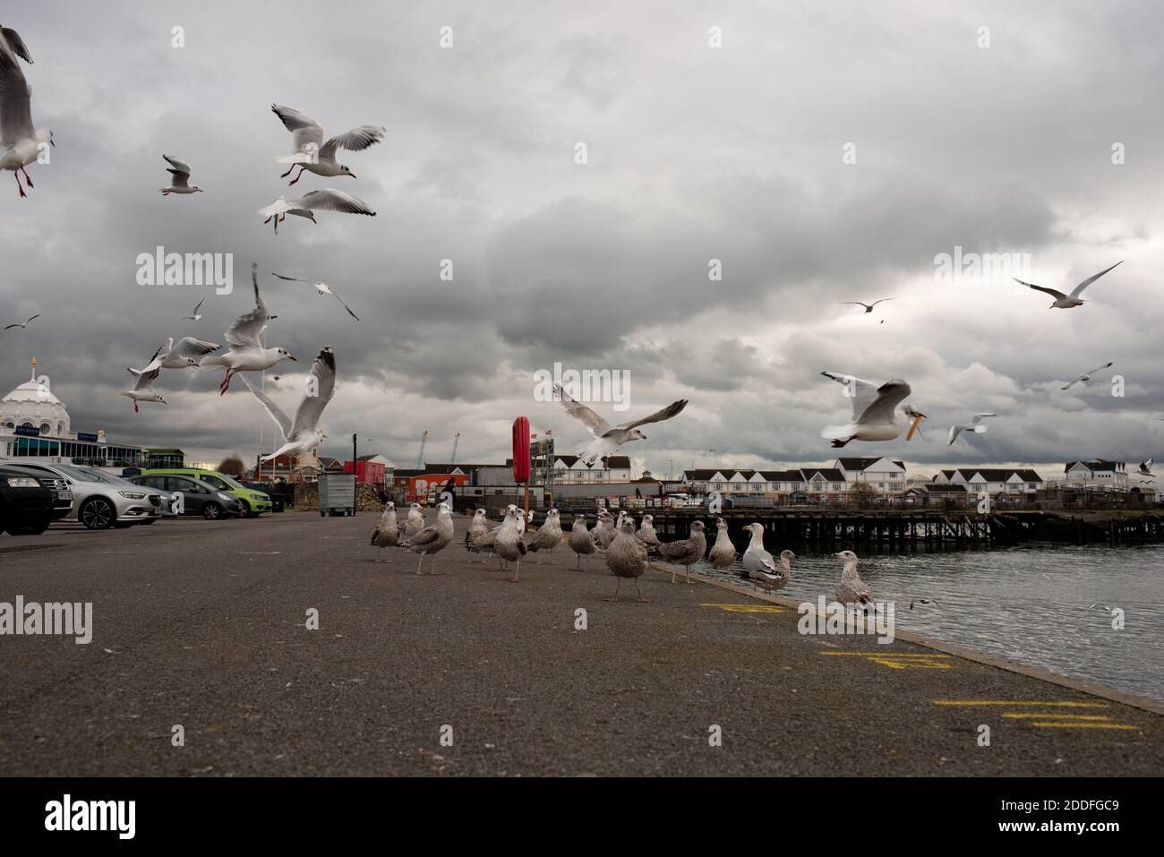 Gulls being fed while flying at Southampton harbour seaside Stock Photo