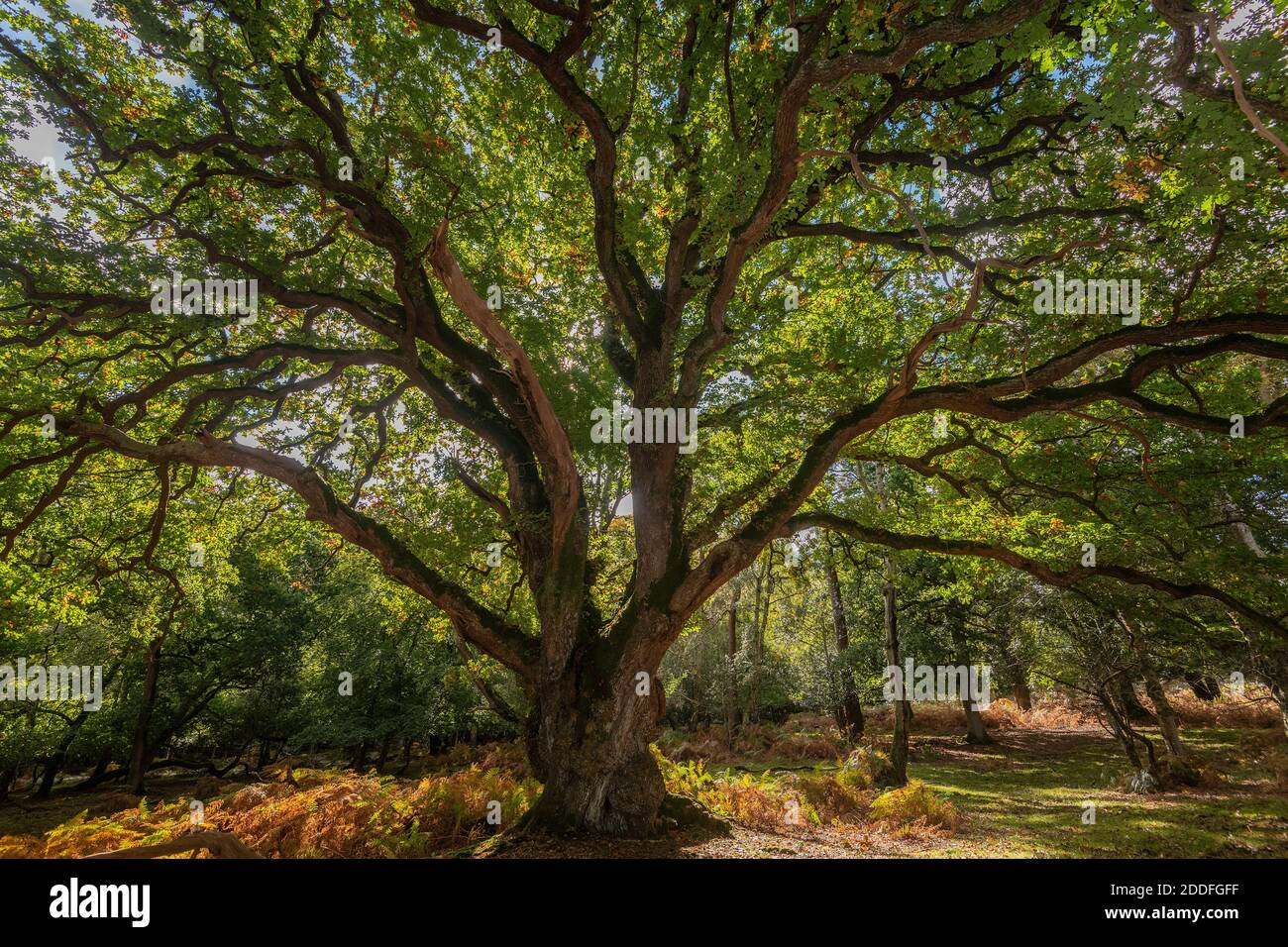 Old Common Oak pollard in Undersley Wood, near Burley, New Forest. A & O Stock Photo
