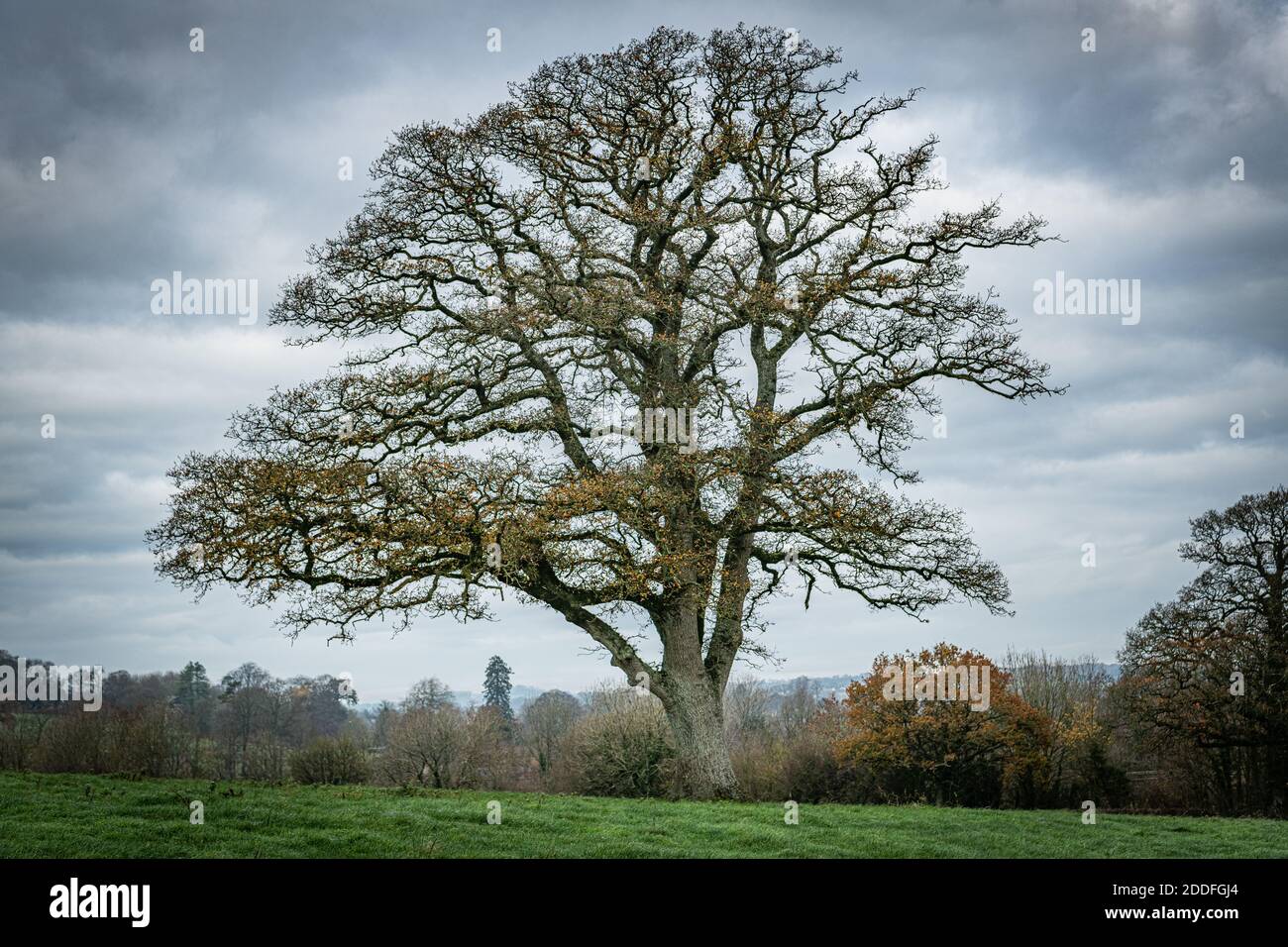 Solitary English Oak tree in the landscape Stock Photo