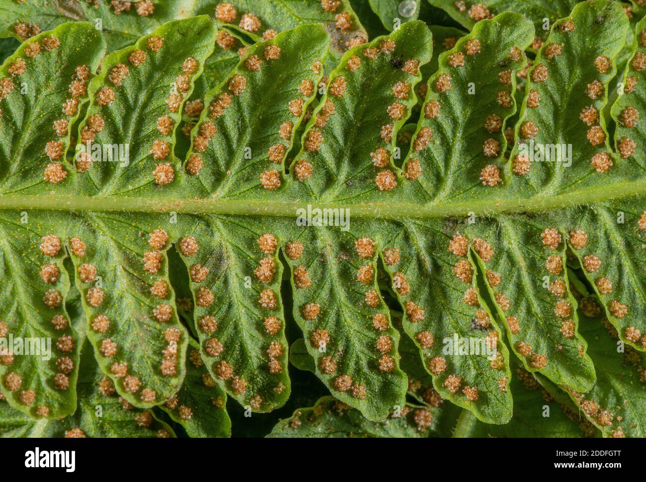 Mature sori of Lemon-scented fern, Oreopteris limbosperma, underneath the frond. Stock Photo