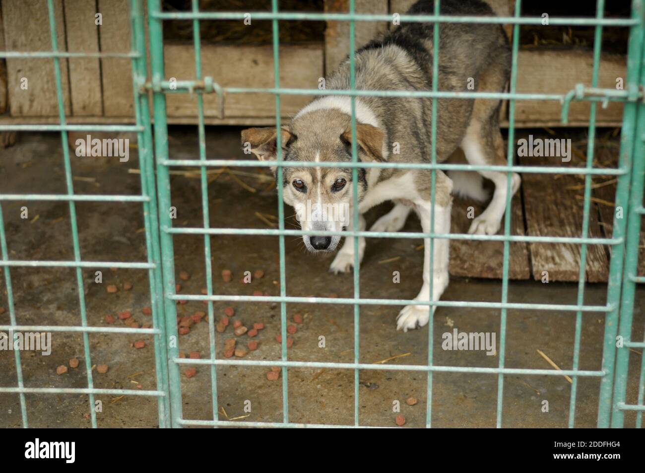 Stray Dog Romania High Resolution Stock Photography And Images Alamy