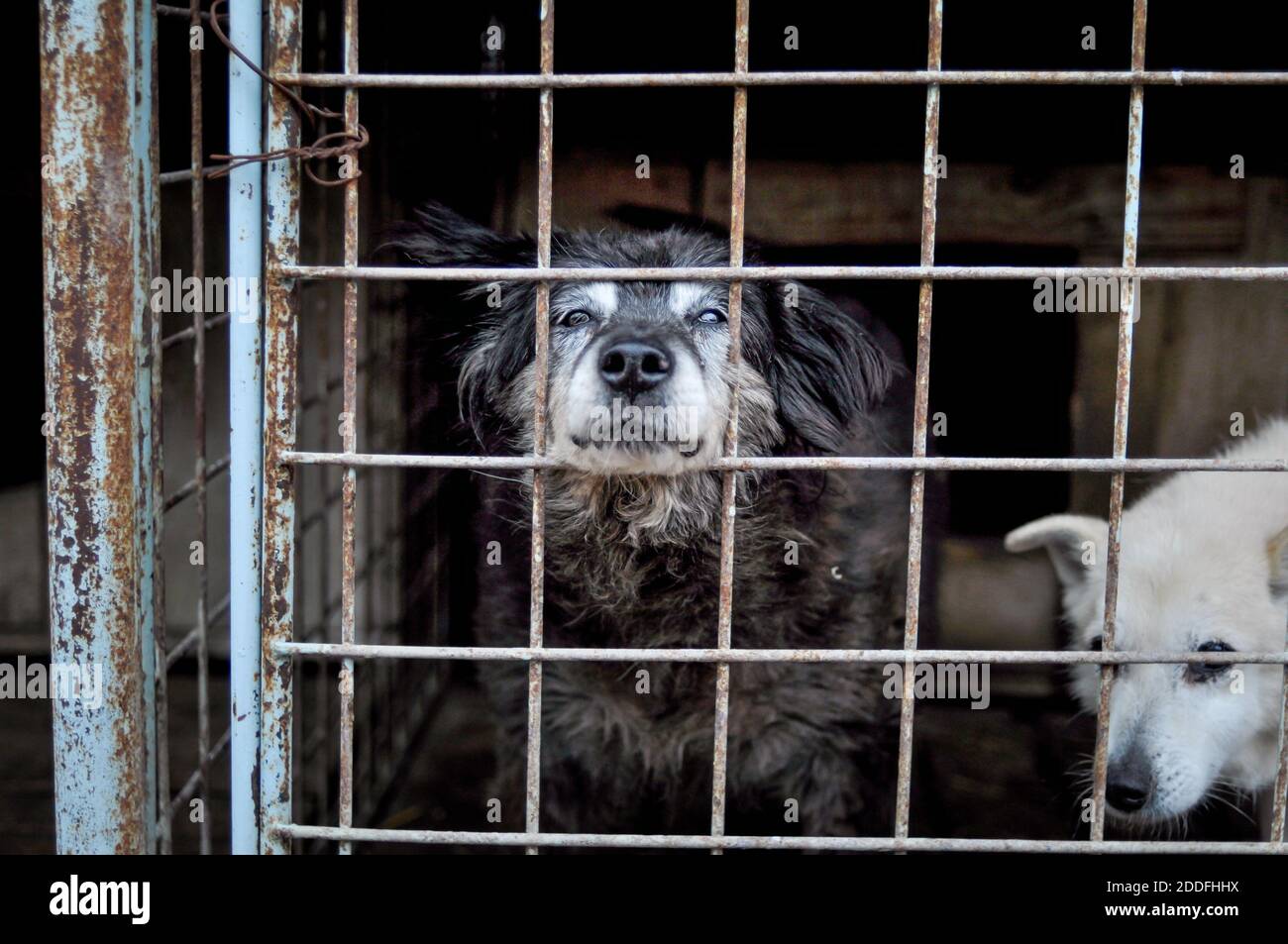 Romania Stray Dogs High Resolution Stock Photography And Images Alamy