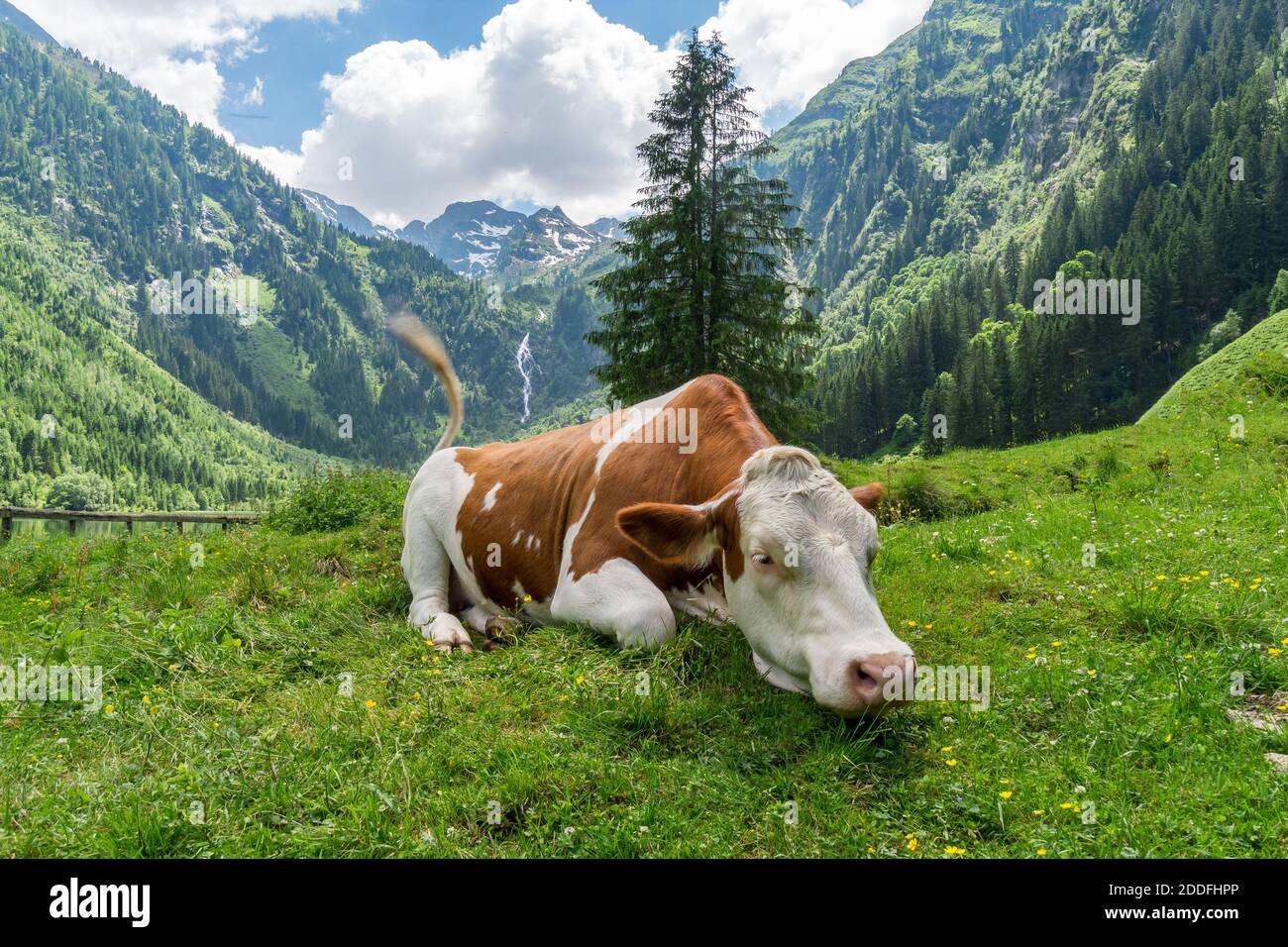 Cow lying on mountain hi-res stock photography and images - Alamy