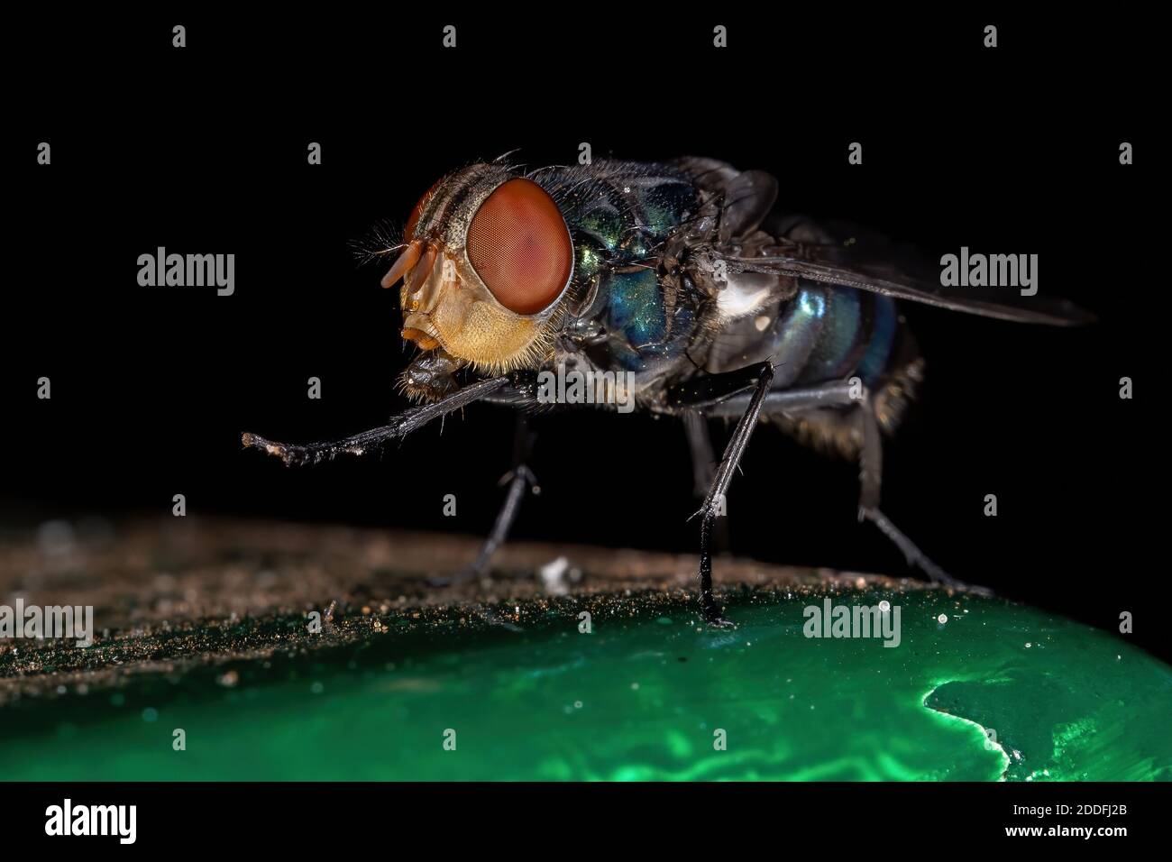Oriental Latrine Fly of the species Chrysomya megacephala Stock Photo Alamy