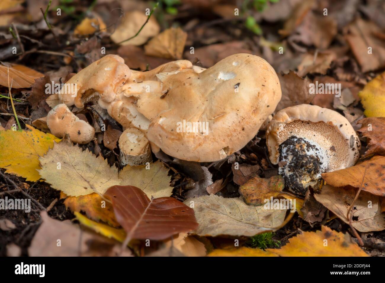 Wood hedgehog, Hydnum repandum, growing in mixed deciduous woodland, New Forest. Stock Photo