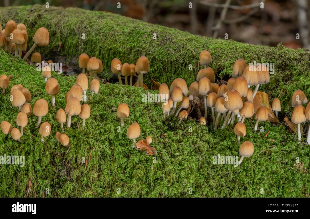 Glistening inkcap, Coprinellus micaceus, cluster on old beech stump. Stock Photo