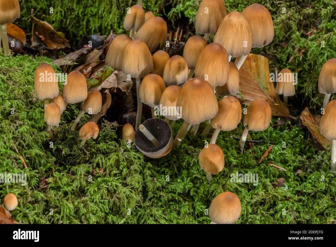 Glistening inkcap, Coprinellus micaceus, cluster on old beech stump. Stock Photo