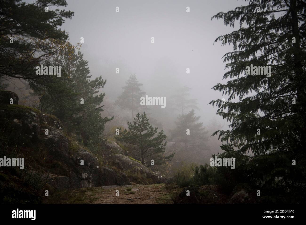 Misty mood landscape, with evergreen trees along a footpath and dense fog covering the background Stock Photo