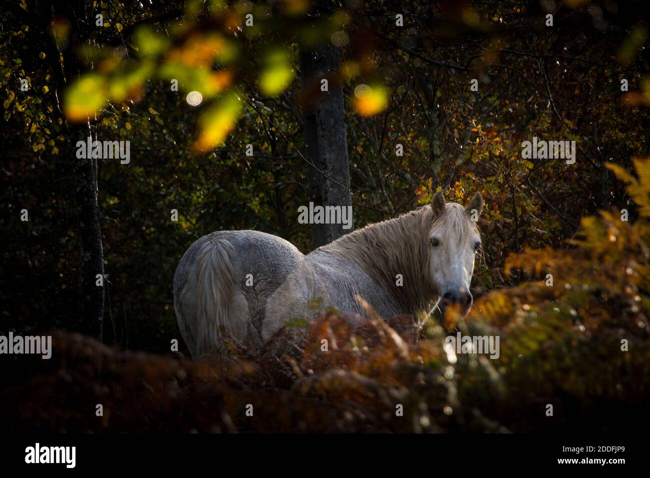 A white horse stands in the middle of vegetation in the woods, with sunlight coming through the trees as he gazes back Stock Photo
