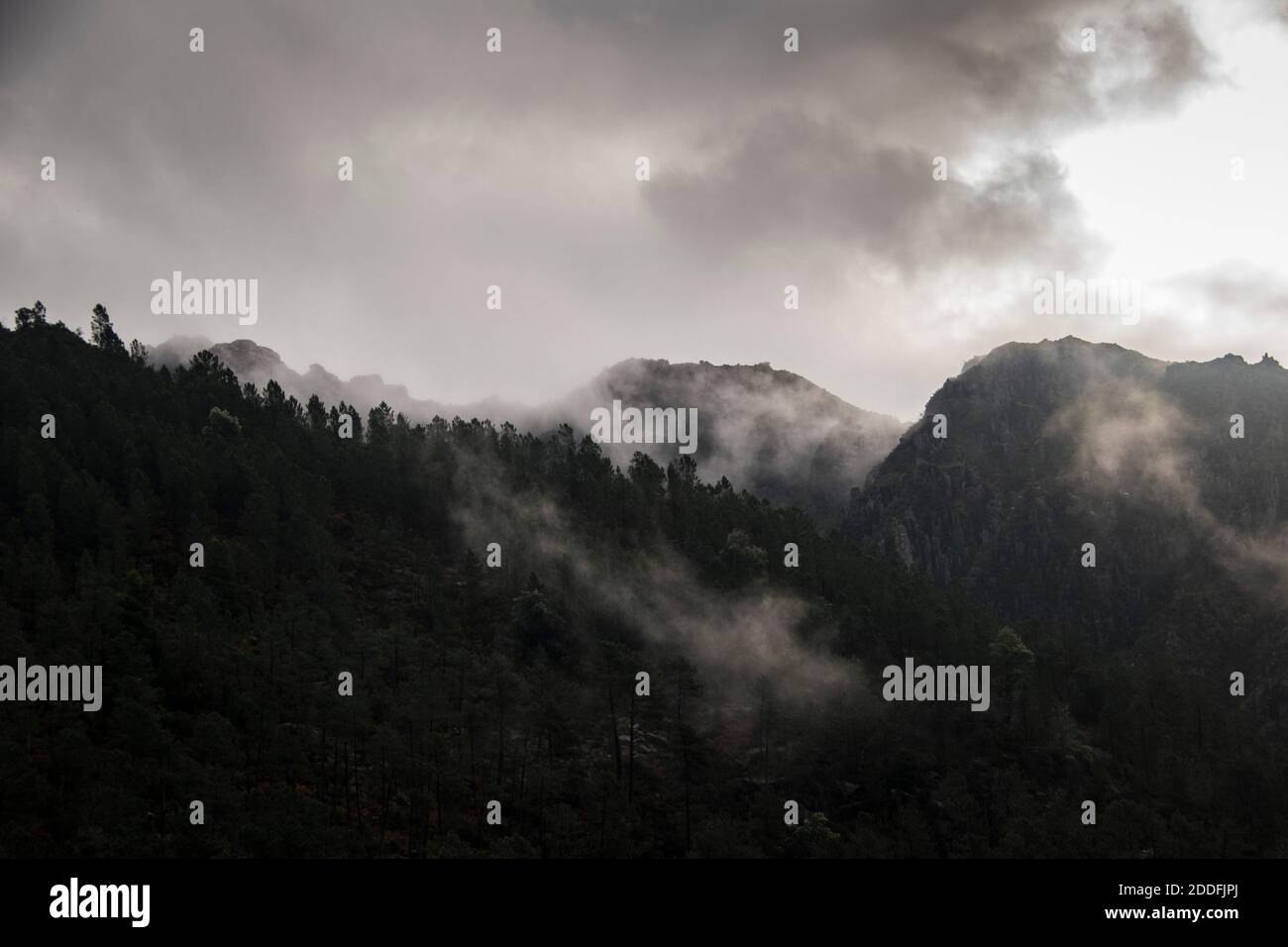 Mountain landscape with pine trees on a dense foggy day with dark ...