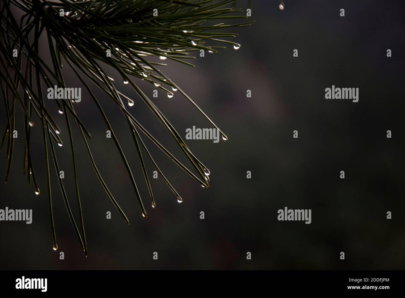 Evergreen tree close up on needle leaves details with water drops Stock Photo