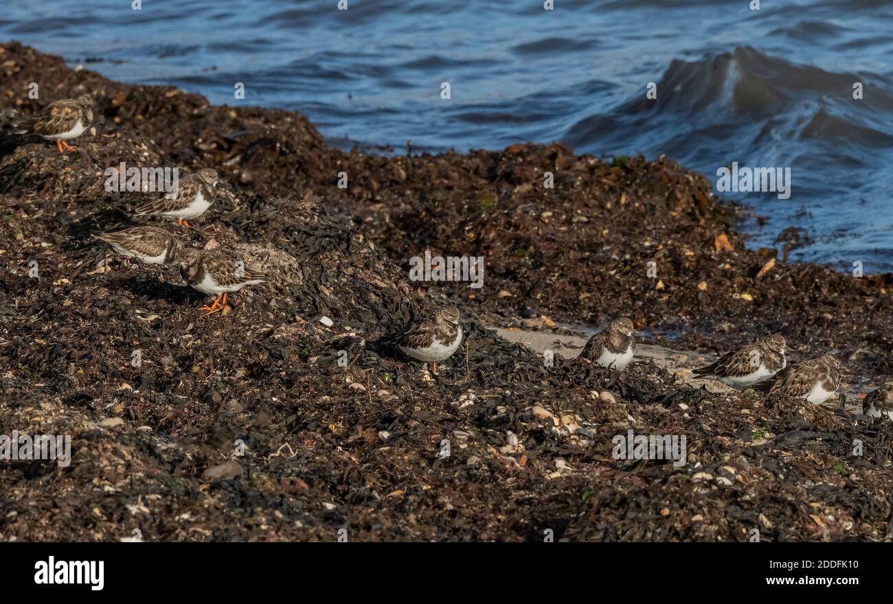 Flock of Turnstones, Arenaria interpres, feeding along the shore line in the Solent at Keyhaven, Hants. Stock Photo
