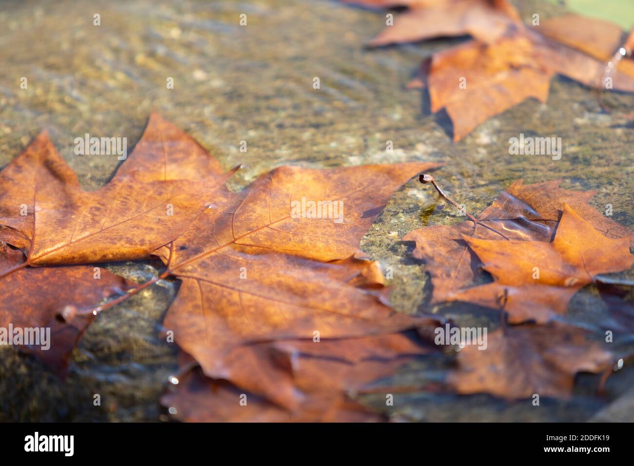 LONDON PLANE TREE (PLATANUS × HISPANICA) LEAVES ON WATER Stock Photo