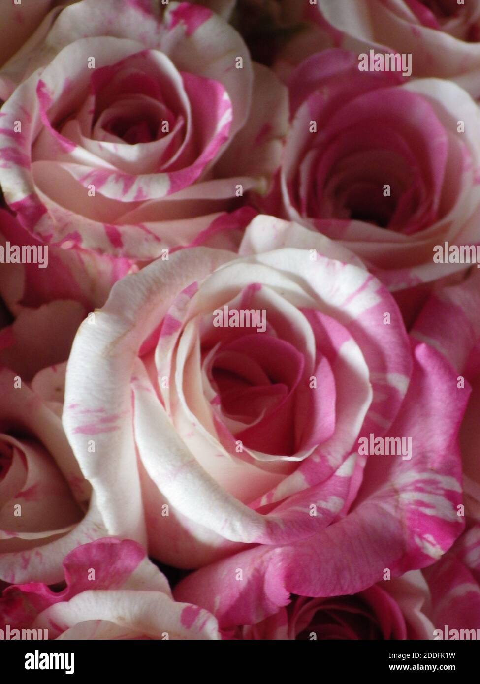 A closeup shot of beautiful roses Stock Photo - Alamy