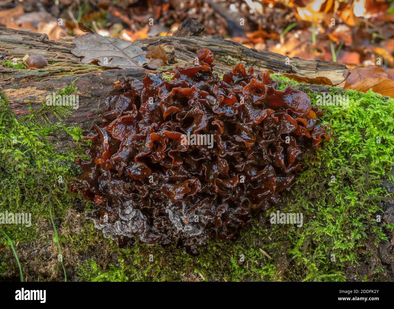 Leafy Brain fungus, Tremella foliacea on fallen beech; parasitic on Hairy Curtain Crust, Stereum hirsutum. New Forest. Stock Photo