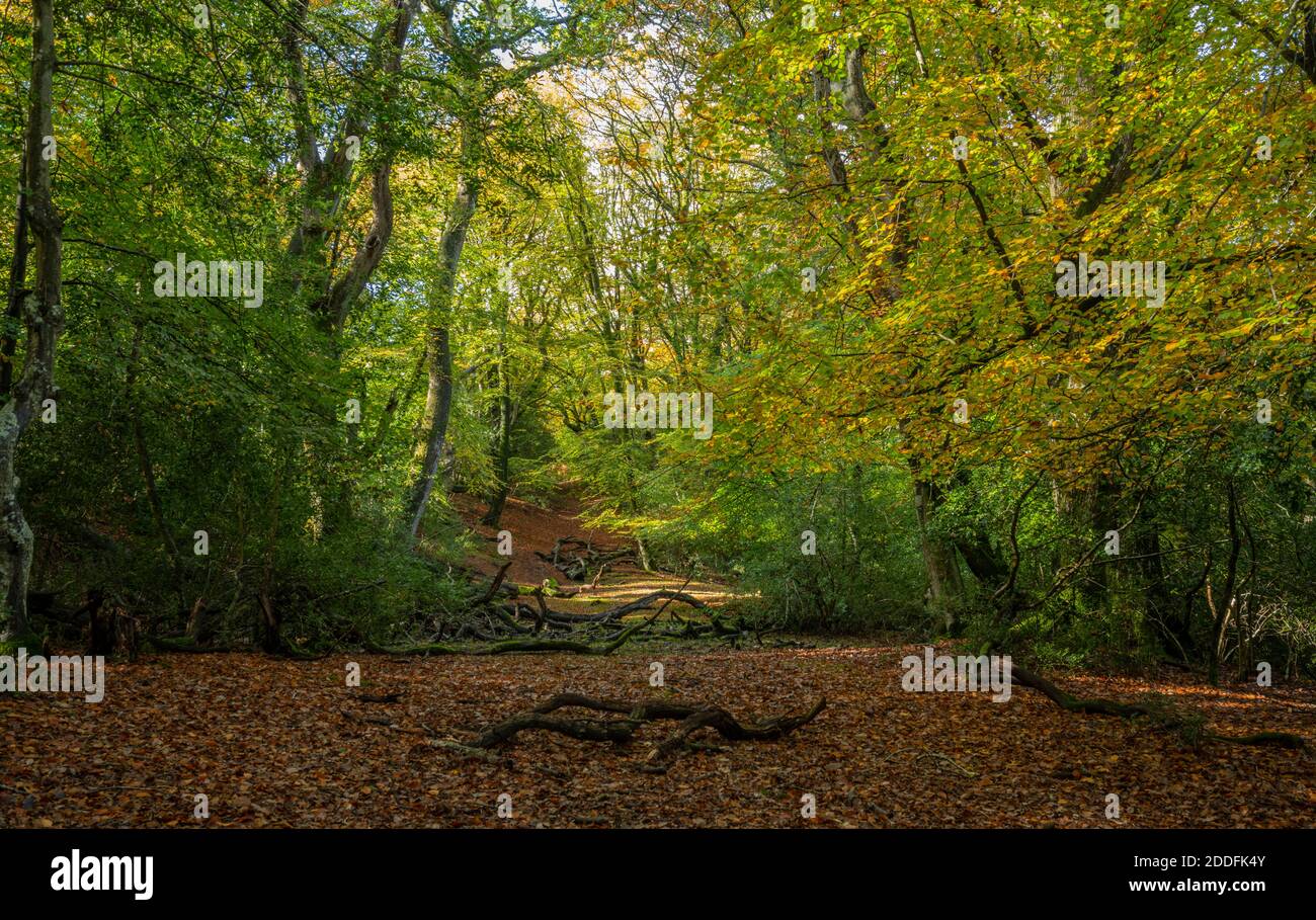 Bramshaw Wood: Ancient grazed beech woodland in autumn, in the New Forest. Hampshire. Stock Photo