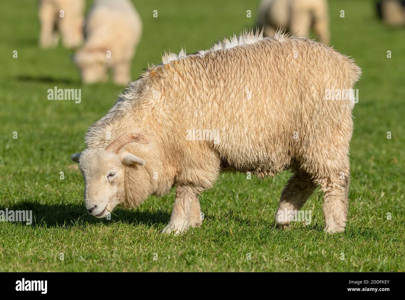 Exmoor Horn sheep, grazing in a field at Malmsmead, Exmoor. Stock Photo
