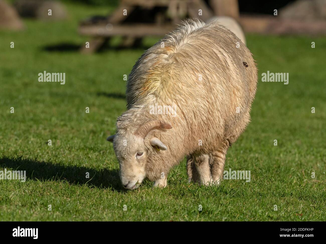 Exmoor Horn sheep, grazing in a field at Malmsmead, Exmoor. Stock Photo