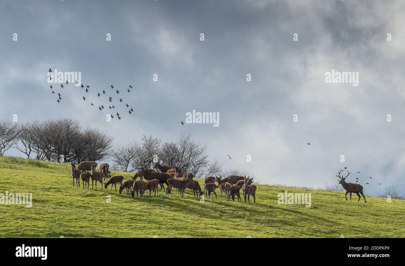 Herd of Red Deer, Cervus elaphus, at rutting time, in field at Lucott Moor, above Porlock. Exmoor. Flock of starlings overhead. Stock Photo