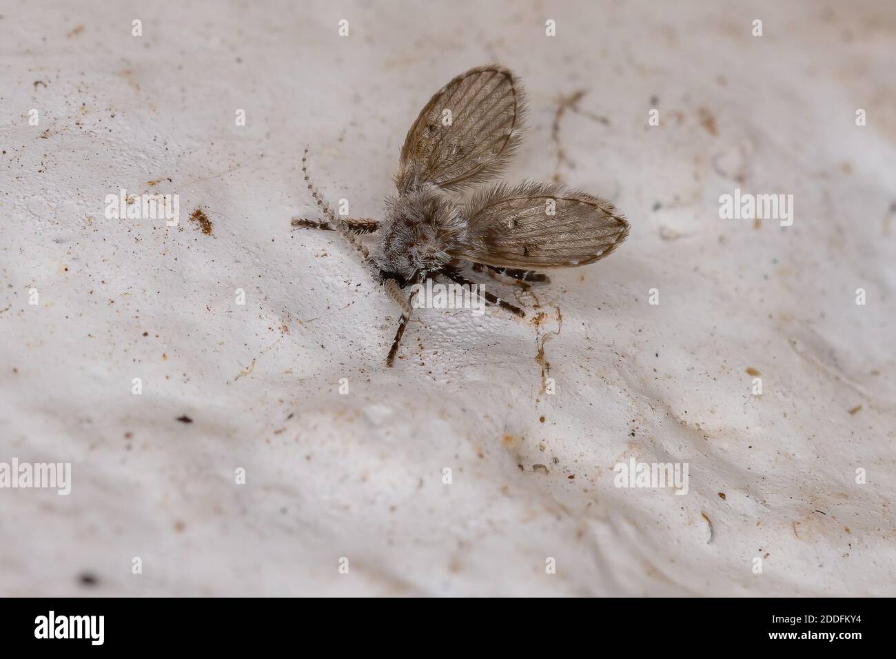 Bathroom Moth Midge of the species Clogmia albipunctata Stock Photo - Alamy