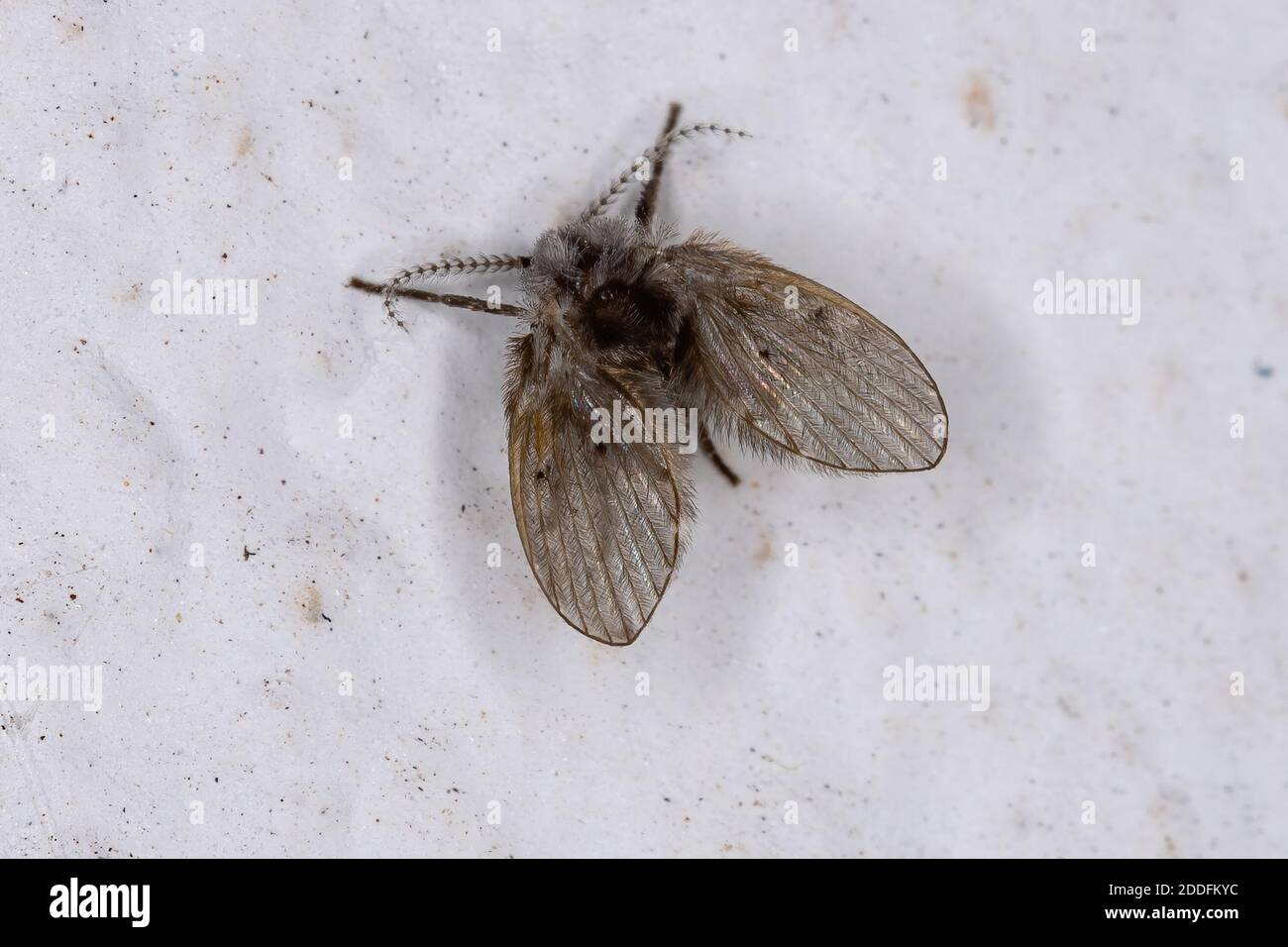 Bathroom moth flies hires stock photography and images Alamy