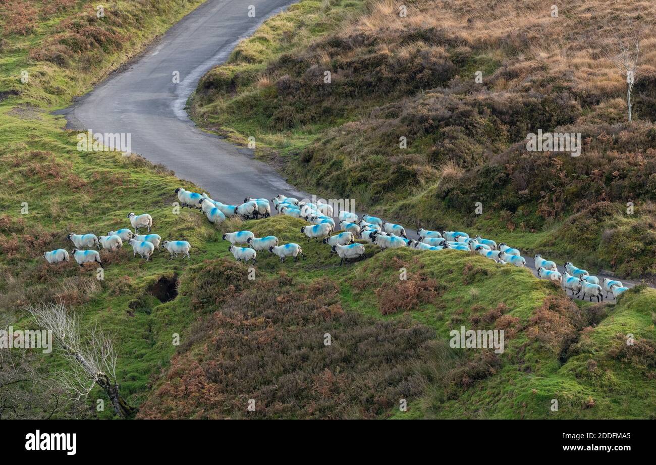 Moving a mated flock of Ewes at Lucott Moor, above Porlock. Exmoor. Stock Photo