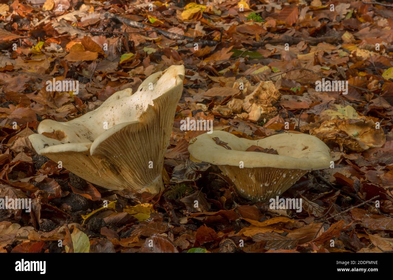 Fleecy Milkcap, Lactifluus vellereus, (Lactarius vellereus) fungi growing in open beech woodland, New Forest. Stock Photo