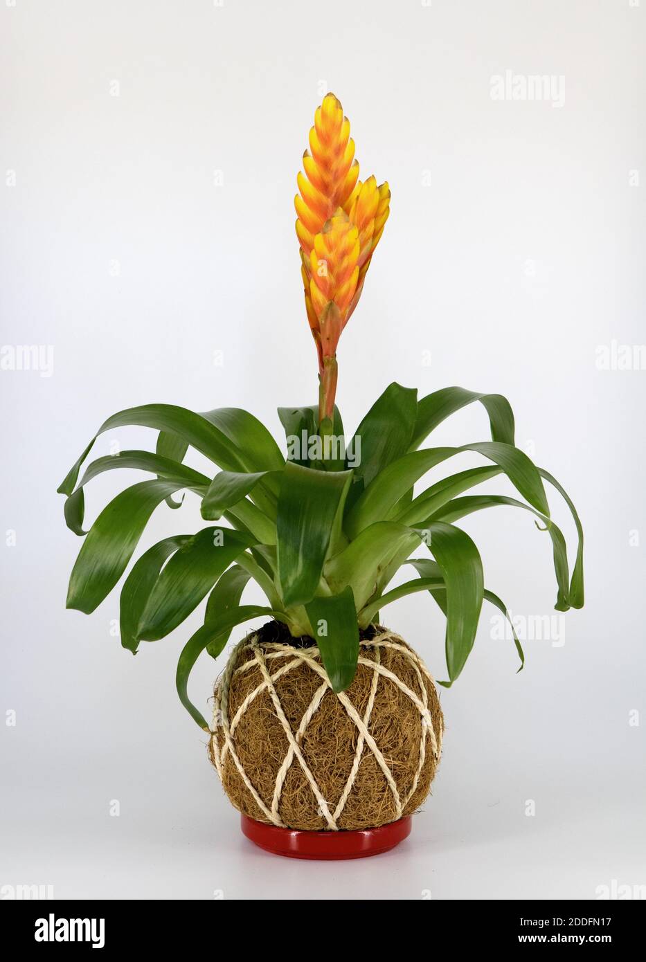 Modern style of bonsai called kokedama, japanese floral / plant