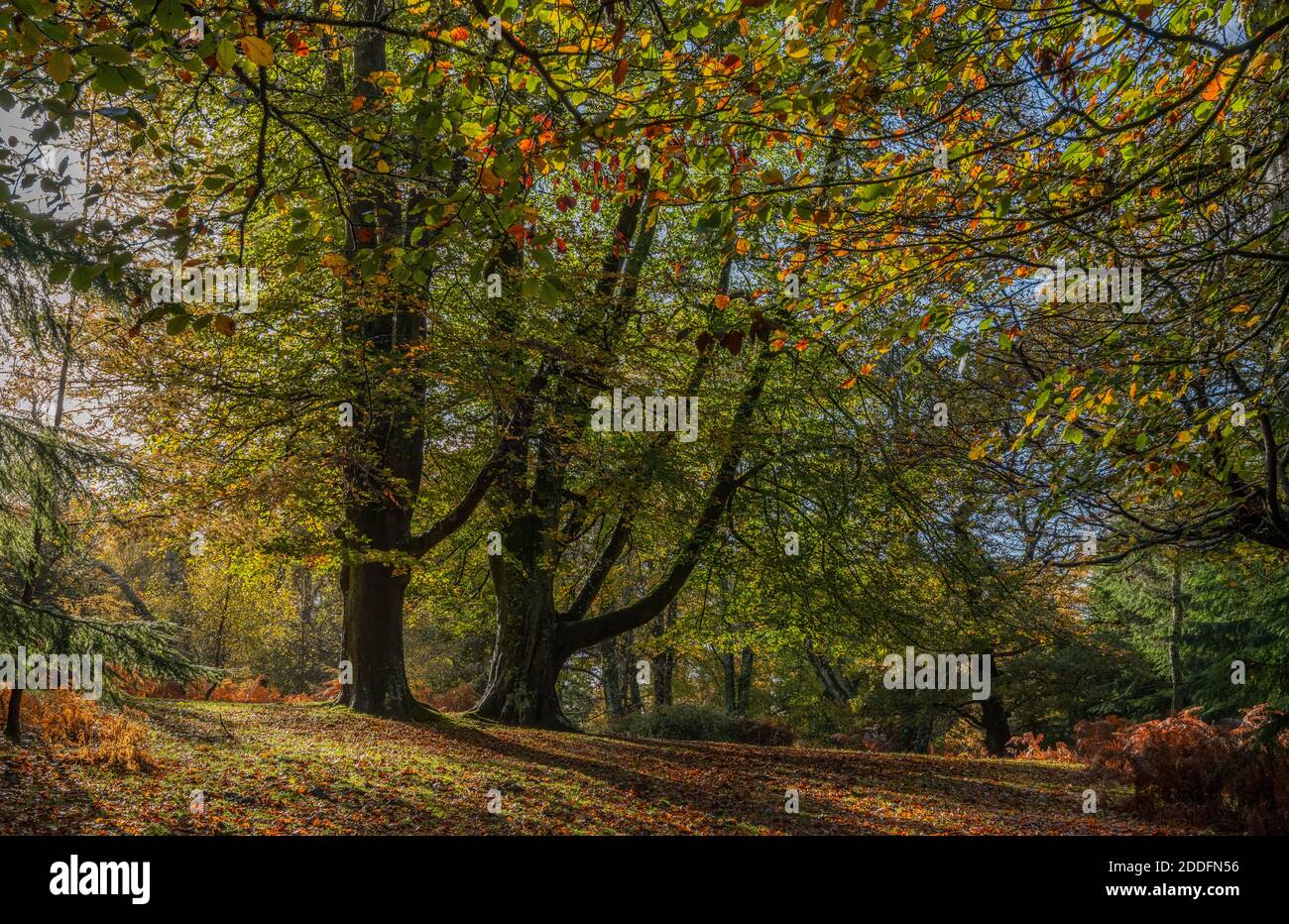 Pollarded beech hi-res stock photography and images - Alamy