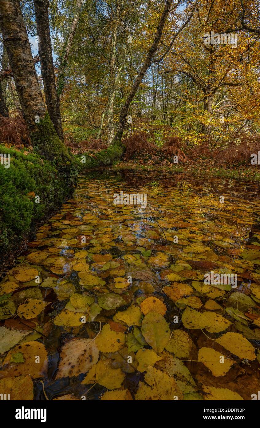 Woodland pond in autumn, in mixed Birch, Chestnut and Beech Woodland. Undersley Wood, South Oakley. New Forest. Stock Photo