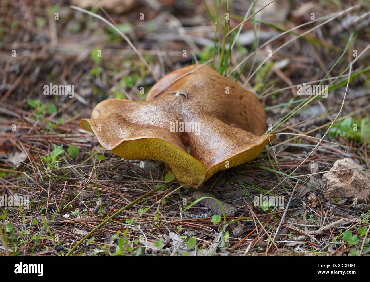 Suillus collinitus, edible mushroom in forest, Andalucia, Spain. Stock Photo
