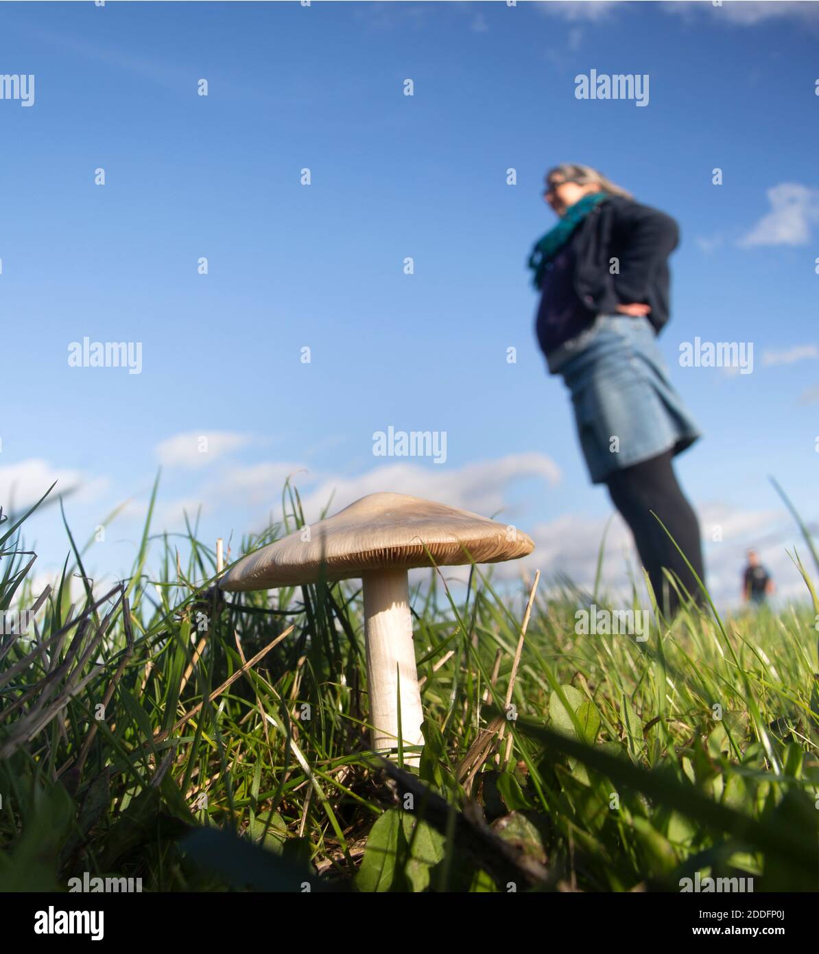Low angle view of field mushroom, Agaricus campestris, growing in grass with blue sky blurry people standing above Stock Photo
