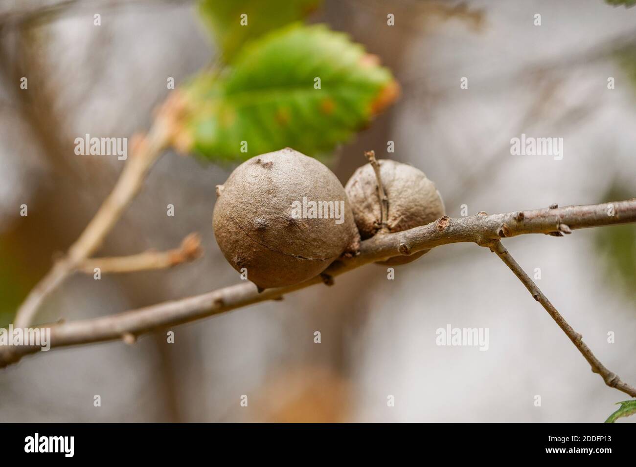 Gall wasp, Twig galls (Oak apple or oak  gall) on a branch, from gall wasp sp. gallflies, Spain. Stock Photo