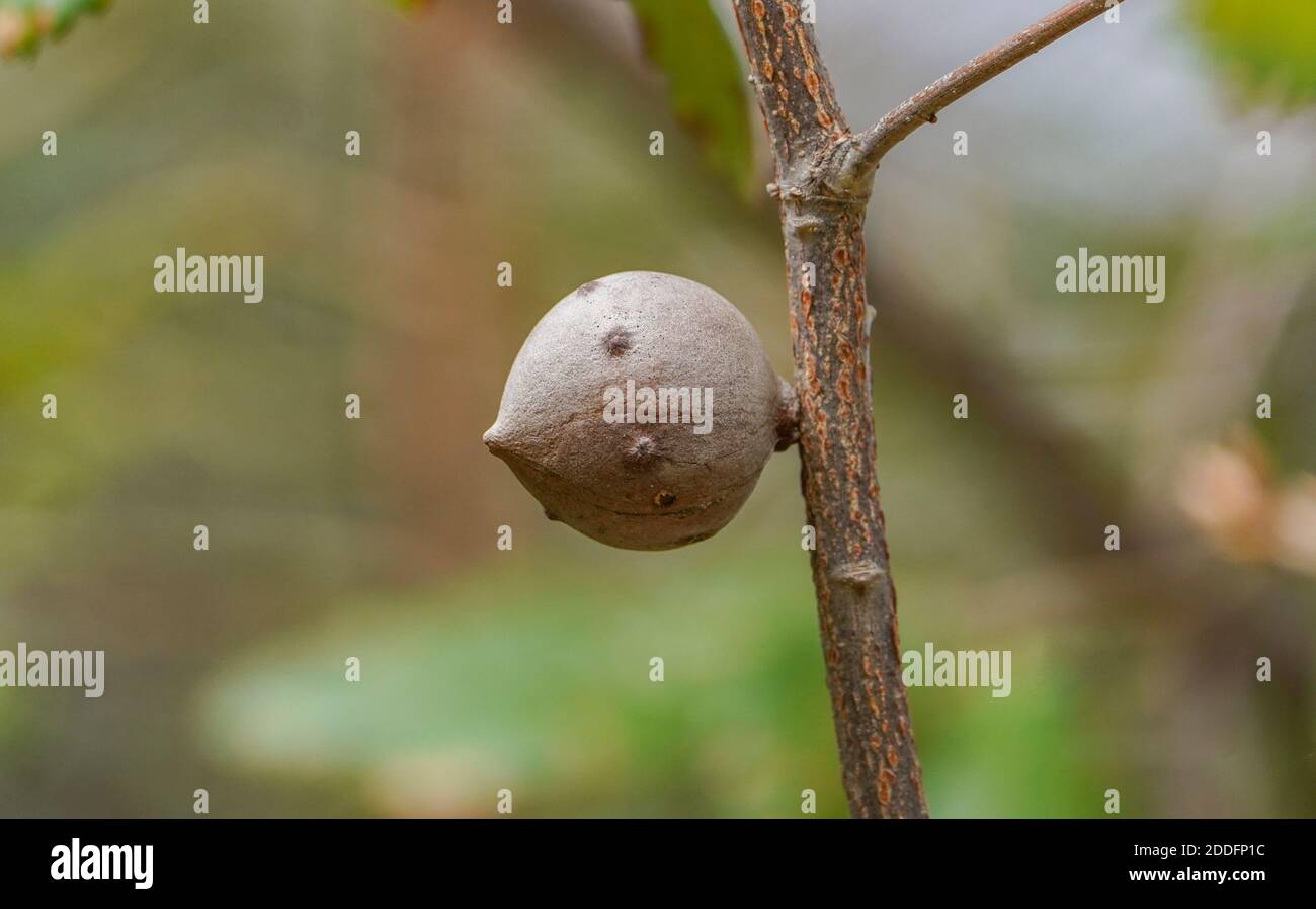 Gall wasp, Twig galls (Oak apple or oak  gall) on a branch, from gall wasp sp. gallflies, Spain. Stock Photo